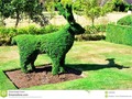 A green topiary reindeer, in an English garden with banana trees. #amusing #animal #antlers #Dreamstime #photography