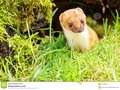 A stoat, also known as a short-tailed weasel, photographed in England. #wildlifephotography #250pxrtg #photography