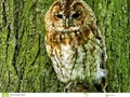 The tawny owl or brown owl (Strix aluco) is a stocky, medium-sized owl #photography #250pxrtg #aluco #avian #bark