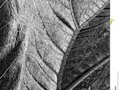 Close-up of a gunnera leaf, in black and white. #blackandwhite #250pxrtg #photography  #background #black #botanical