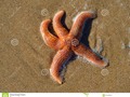 Starfish on beach, photographed in Sussex, England #animal #arms #photography #250pxrtg #wildlifephotography
