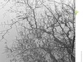 abstract black and white reflection of tree branches in a lake on a misty day. #abstract #photography #black&white