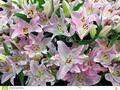 A display of pink lilies, variety Lilium energetic. #bulb #bunch #display #Dreamstime #photography