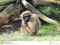 A lar gibbon looking cold and fed up. #500px #RT #500pxrtg #'photography #wldlifephotography #animal #asian #cold