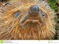 A close-up of a hedgehog face, from a model hedgehog. #photography #500pxrtg #amusing…