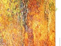 A close-up of a colourful tree trunk, which may be suitable as a background or texture. …