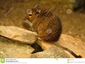 This is a Degu, also known as a bushy tail rat. It is a native of Chile. #animal…