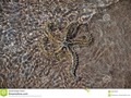A star fish partially camoflaged by sunlight of shallow sea. #Scotland. #500pxrtg #bay…