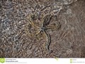 A star fish partially camoflaged by sunlight of shallow sea. #Scotland. #500pxrtg   #bay…