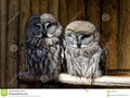 great grey owls #RT #wildlifephotography #ThePhotoHour #500pxrtg #'photography #avian…
