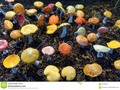 Colourful fungi #500px #Togtweeter #Dailyphoto #ThePhotoHour #500pxrtg #'photography …