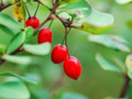 barberry herb