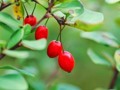 dracila planta medicinala-barberry herb