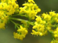 lady's bedstraw herb