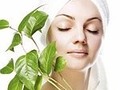 herbal pharmacy