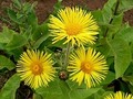 elecampane herb