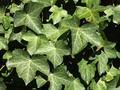 english ivy herb