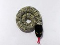 Door Draft Stopper Snake Filled-40 inches Yellow Black Gray White Mix via Etsy SympathyRTs  #TMTinsta #pottiteam