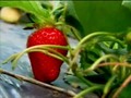 Dr. Bactéria - Como eliminar agrotóxicos dos vegetais