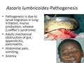 Parasites that cause anemia in humans