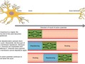 Khan Academy: Neuron depolarization, hyperpolarization, and action potentials