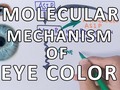 Molecular Genetics of Eye Color