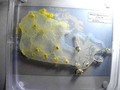 Trans-Canada Slimeways: Slime mould imitates the Canadian transport network