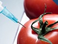 What's the Deal with Genetically Modified Food?