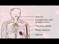 Rh Negative Blood & Hypothyroidism