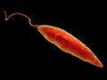 Viruses exacerbate disease caused by Leishmania parasite – Washington University School of Medicine in St. Louis
