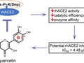 Quercetin and Its Metabolites Inhibit Recombinant Human Angiotensin-Converting Enzyme 2 (ACE2) Activity getmixapp