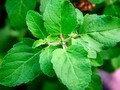 Holy Basil: Benefits for Your Brain and Your Body getmixapp