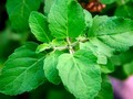 Holy Basil: Benefits for Your Brain and Your Body getmixapp