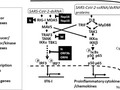 An aberrant STAT pathway is central to COVID-19 getmixapp
