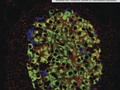 Role of PKCδ in Insulin Sensitivity and Skeletal Muscle Metabolism getmixapp