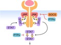 The JAK/STAT pathway in obesity and diabetes - Gurzov - 2016 ... Press getmixapp