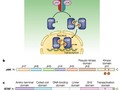 Regulation of JAK–STAT signalling in the immune system getmixapp