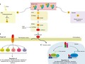 Telomeres (which extend life) appear to be extended by Vitamin D - March 2015 | VitaminDWiki getmixapp