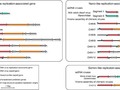 Chimeric viruses blur the borders between the major groups of eukaryotic single-stranded DNA viruses getmixapp