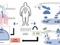 A Hypothesis for the Possible Role of Zinc in the Immunological Pathways Related to COVID-19 Infection getmixapp