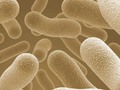 Endotoxins – A constant threat - All About Feed getmixapp