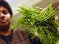 Maine pine needles yield antiviral compounds getmixapp