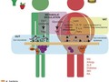 The Impact of Dietary Components on Regulatory T Cells and Disease getmixapp