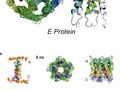 Coronavirus Proteins as Ion Channels: Current and Potential Research getmixapp