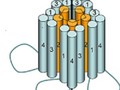 Ion Channels & Excitability Focus Group | University of Maryland School of Medicine getmixapp