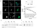 Enhanced Clearance of Neurotoxic Misfolded Proteins by the Natural Compound Berberine and Its Derivatives getmixapp