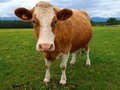 One-fourth of cow genome descendant from snakes and lizards, study shows getmixapp