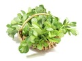 Herb extracts may have ‘insulin-like properties’ to aid diabetics: Study