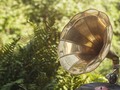 Playing #Music For #Plants – How Does Music Affect Plant Growth