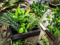 It’s Time to Make Cities More Rural  Mother Nature's #Medicine Cabinet #Magazine   …